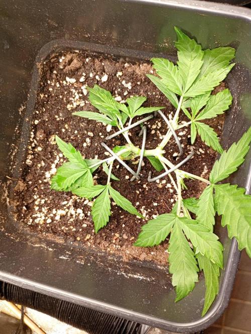 Mango Cherry Runtz Fastbuds. Week 4