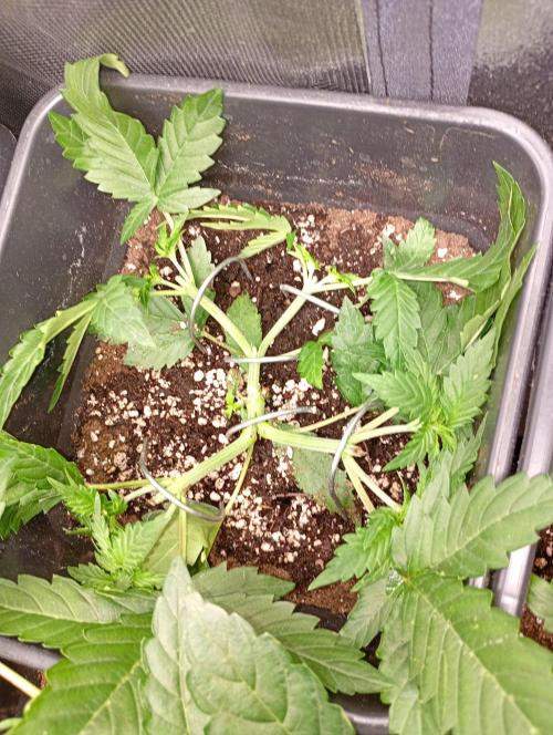 Apple Strudel Auto Fastbuds. Week 4