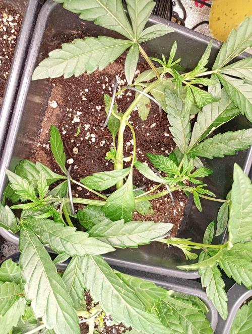 Green Gelato Auto RQS. Week 4