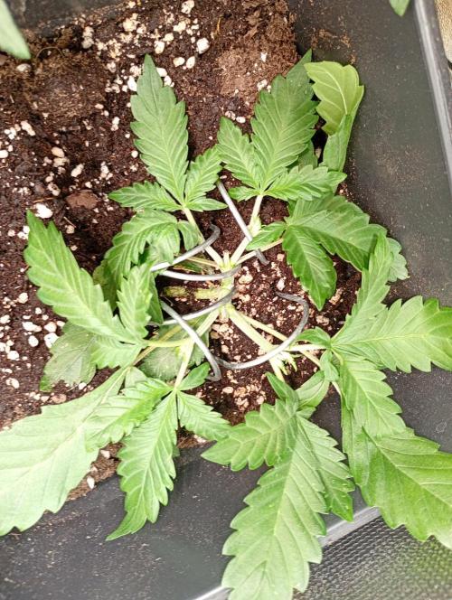 Purple Lemonade Auto RF3 Fastbuds. Week 4