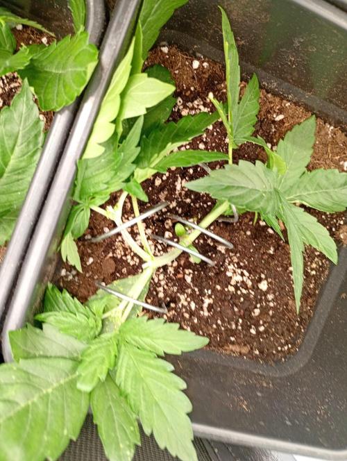 Glowberry Rush Auto Anesia Seeds. Week 4