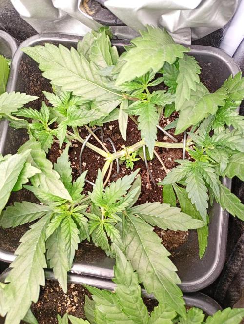 Space Cookies Auto Delicious Seeds. Week 4
