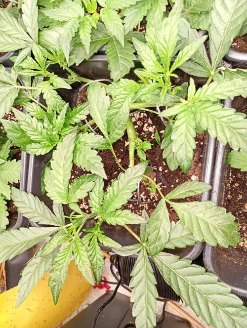Green Gelato Auto RQS. Week 4