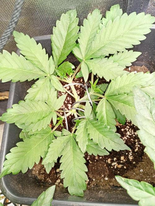 Purple Lemonade Auto RF3 Fastbuds. Week 4