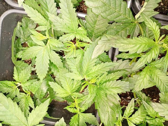 Apple Strudel Auto Fastbuds. Week 5