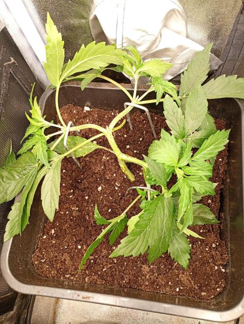 Glowberry Rush Auto. Week 5