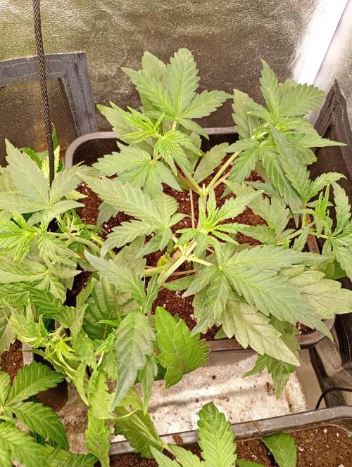 Space Cookies Auto Delicious Seeds. Week 5