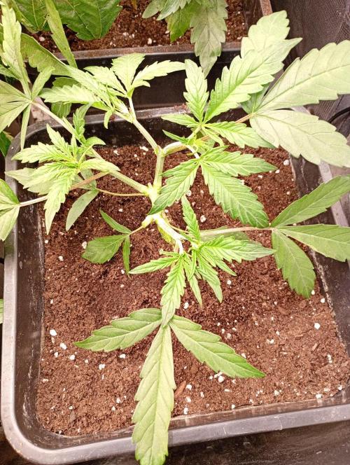 Mango Cherry Runtz Fastbuds. Week 5