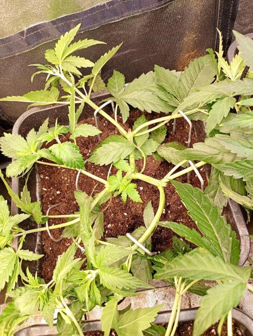 Apple Strudel Auto Fastbuds. Week 5