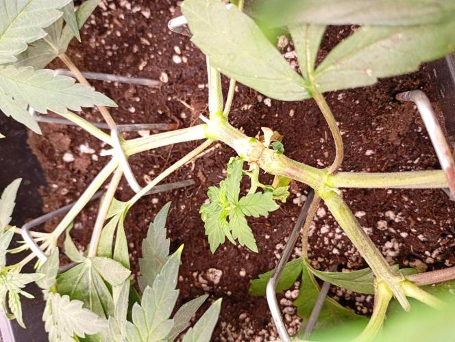 Space Cookies Auto Delicious Seeds. Week 5