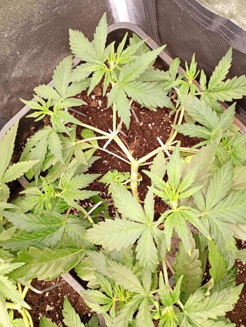 Space Cookies Auto Delicious Seeds. Week 5