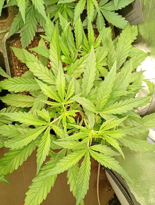 Mango Cherry Runtz Auto. Week 6