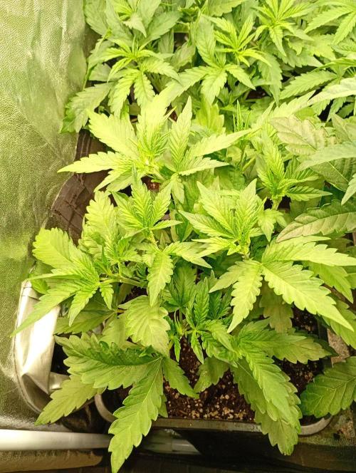 Purple Lemonade Auto RF3 Fastbuds. Week 6