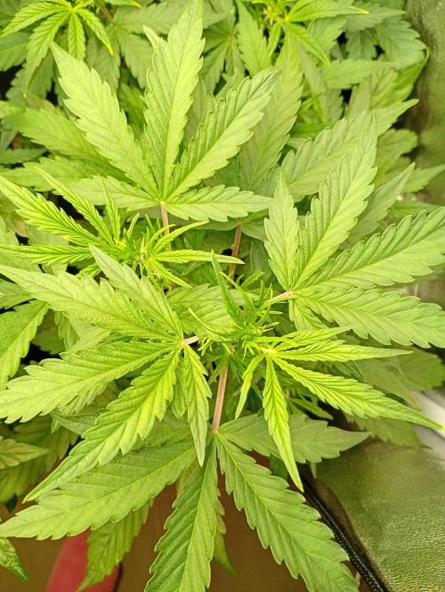 Mango Cherry Runtz Auto Fastbuds. Week 6