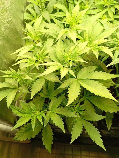 Purple Lemonade Auto RF3 Fastbuds. Week 6