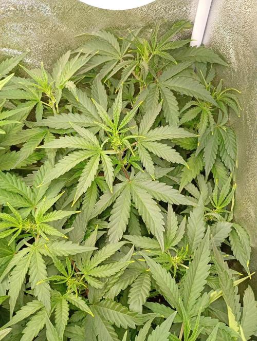 Space Cookies Auto Delicious Seeds. Week 6