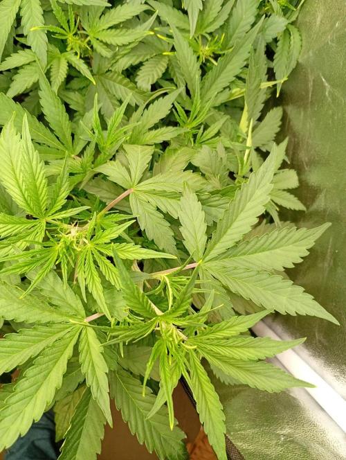 Mango Cherry Runtz Auto Fastbuds. Week 6