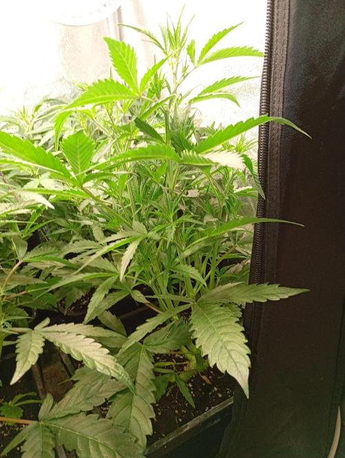 Mango Cherry Runtz Auto Fastbuds. Week 6