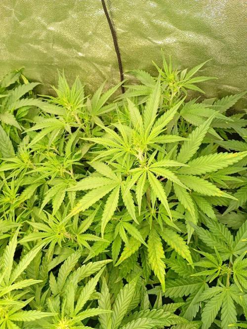 Apple Strudel Auto Fastbuds. Week 6