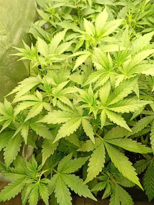 Purple Lemonade Auto RF3 Fastbuds. Week 6