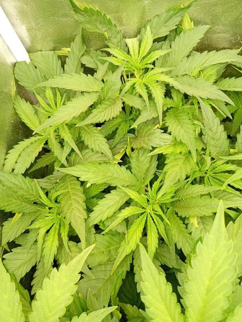 Glowberry Rush Auto Anesia Seeds. Week 6