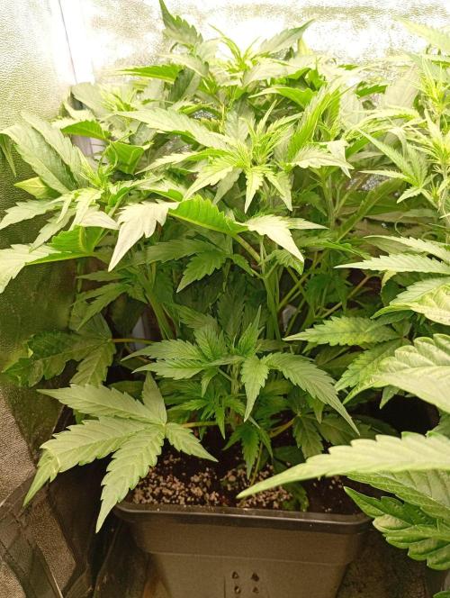 Glowberry Rush Auto. Week 6