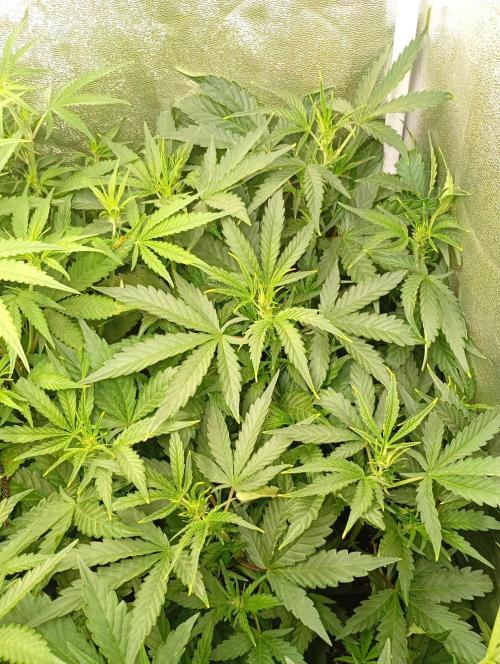 Space Cookies Auto Delicious Seeds. Week 7