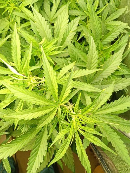 Mango Cherry Runtz Auto Fastbuds. Week 7