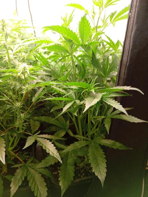 Mango Cherry Runtz Auto Fastbuds. Week 7