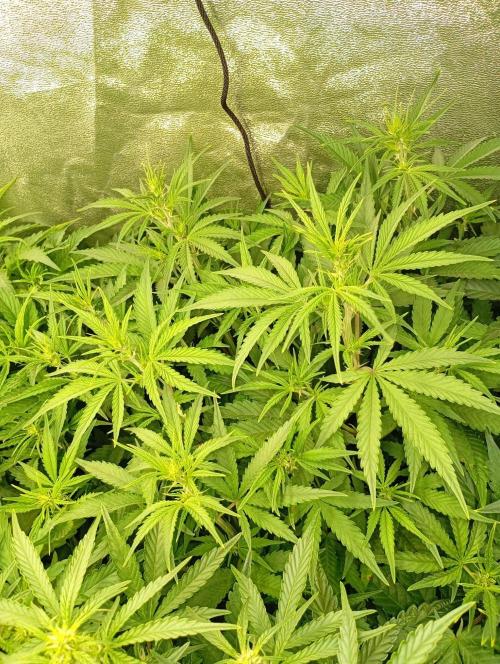 Apple Strudel Auto Fastbuds. Week 7