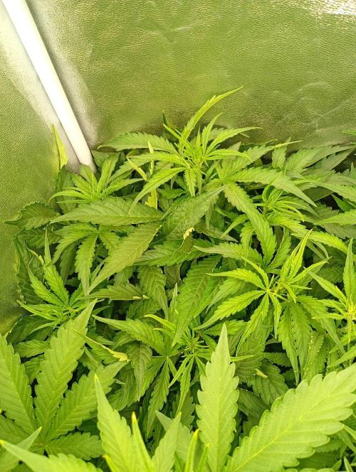 Glowberry Rush Auto. Week 7