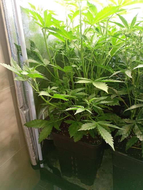 Purple Lemonade Auto RF3 Fastbuds. Week 7