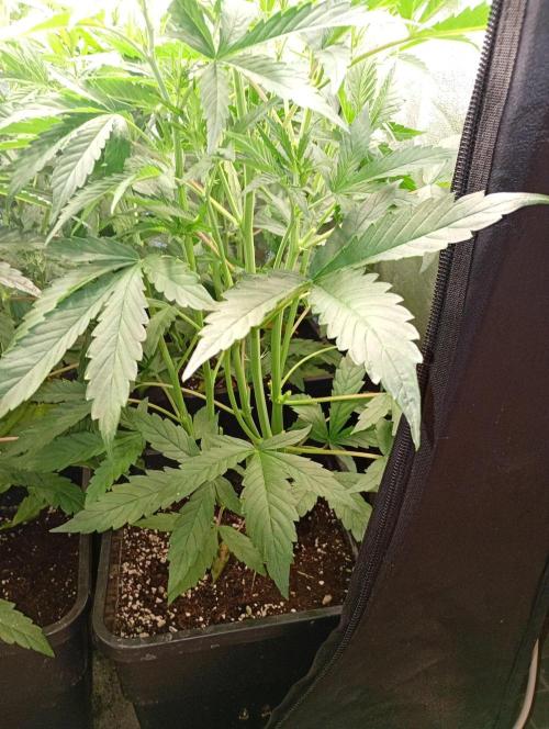 Mango Cherry Runtz Auto Fastbuds. Week 7