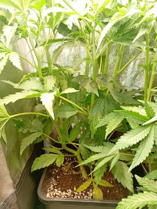 Glowberry Rush Auto. Week 7