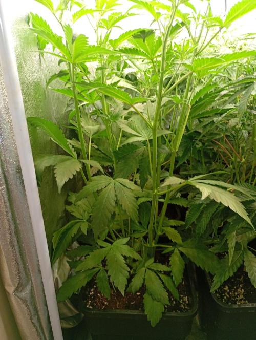 Purple Lemonade Auto RF3 Fastbuds. Week 7