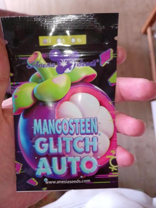 Mangosteen Glitch Auto. Week 0