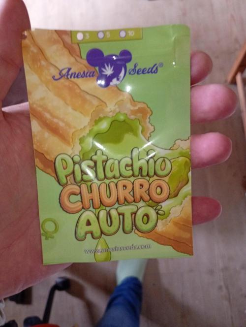 Pistachio Churro Auto Anesia Seeds. Week 0