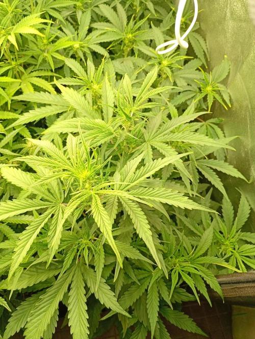 Mango Cherry Runtz Auto Fastbuds. Week 7