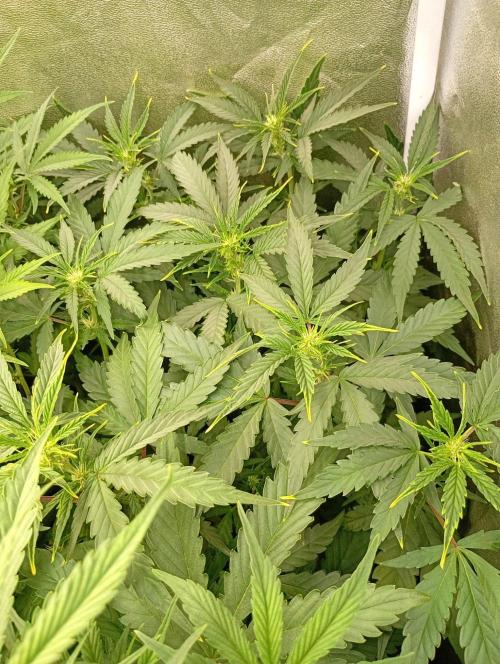 Space Cookies Auto Delicious Seeds. Week 7