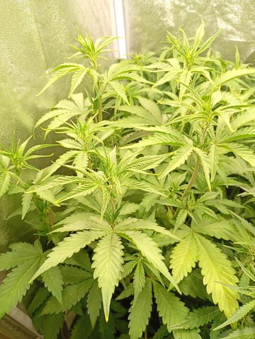 Purple Lemonade Auto RF3 Fastbuds. Week 7