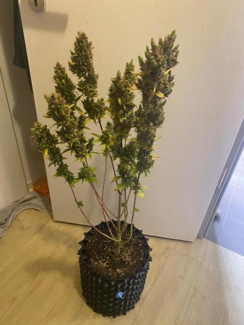 OG Kush Auto Fastbuds. Week 14