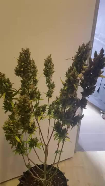 OG Kush Auto Fastbuds