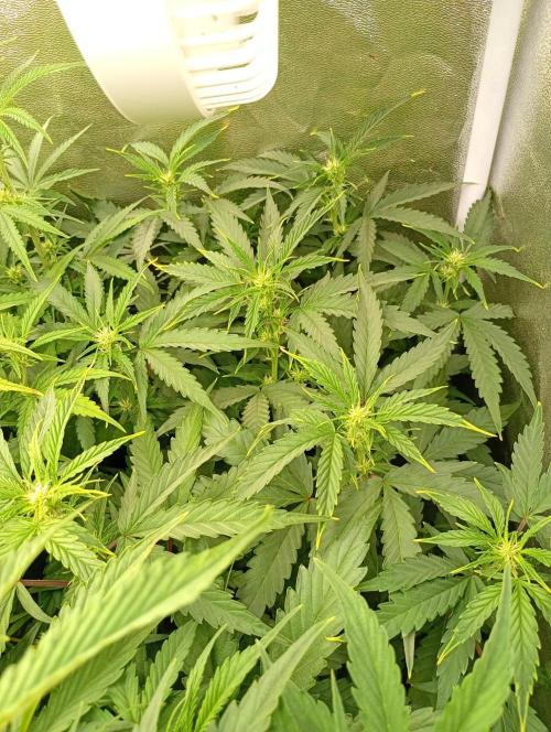 Space Cookies Auto Delicious Seeds. Week 7