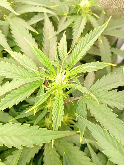Space Cookies Auto Delicious Seeds. Week 7