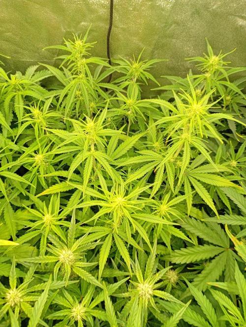 Apple Strudel Auto Fastbuds. Week 7