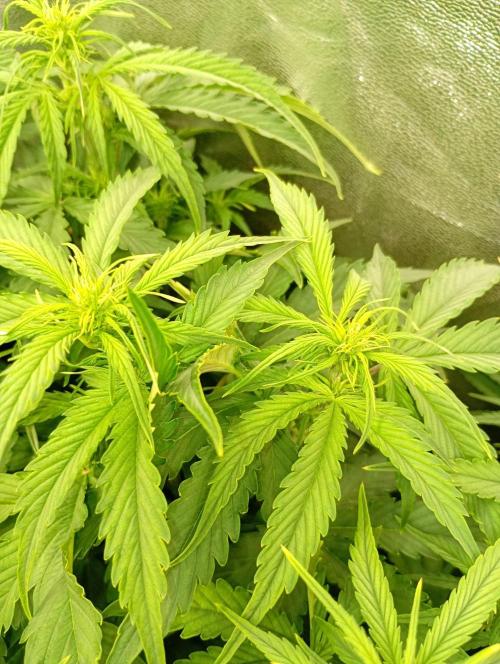 Glowberry Rush Auto Anesia Seeds. Week 7