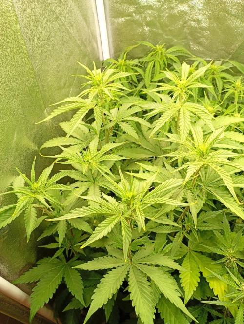 Purple Lemonade Auto RF3 Fastbuds. Week 7