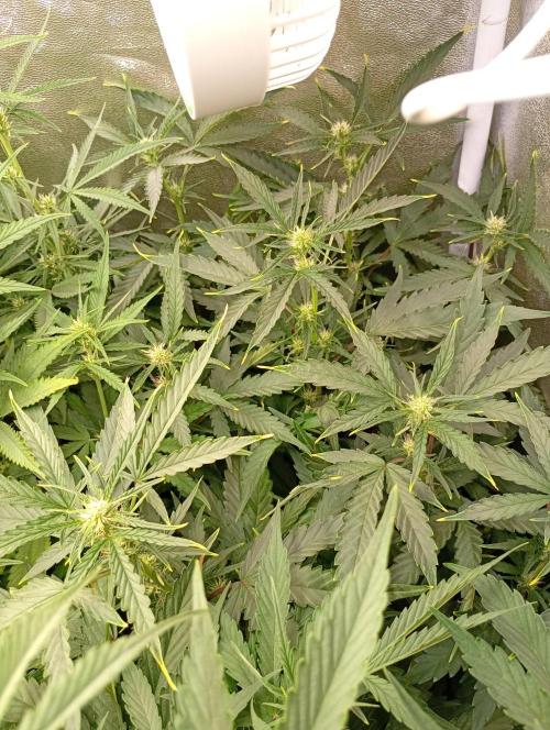 Space Cookies Auto Delicious Seeds. Week 8