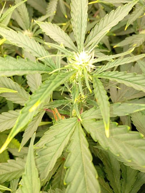 Space Cookies Auto Delicious Seeds. Week 8
