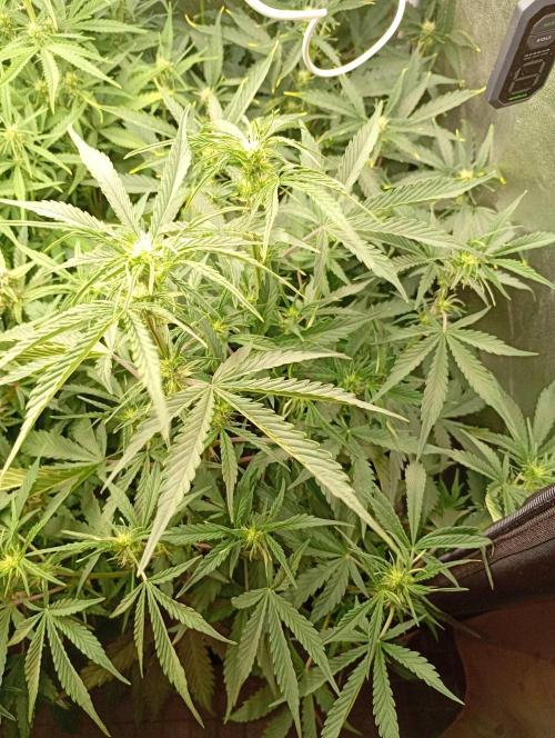 Mango Cherry Runtz Auto Fastbuds. Week 8